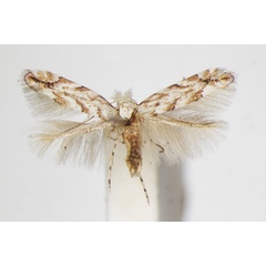 /filer/webapps/moths_gc/media/images/P/pastorella_Phyllonorycter_A_ZSM_5.jpg