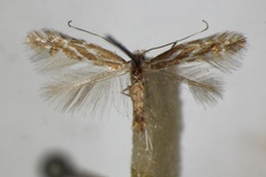 Phyllonorycter scopariella