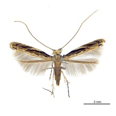 /filer/webapps/moths_gc/media/images/K/kuranda_Liocrobyla_PT6_ANIC.jpg
