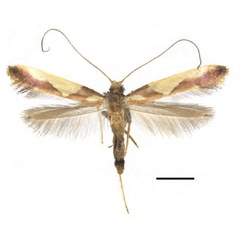 /filer/webapps/moths_gc/media/images/X/xanrhopharella_Caloptilia_AM_RMNH.INS.1557476_Guiguet-et-al_123.jpg