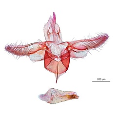 /filer/webapps/moths_gc/media/images/O/oxyloga_Diphtheroptila_GM_NULT024939.jpg