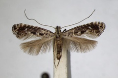 Parornix scoticella
