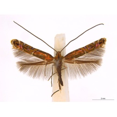/filer/webapps/moths_gc/media/images/E/eumetalla_Polysoma_AM_A119_ANIC.jpg