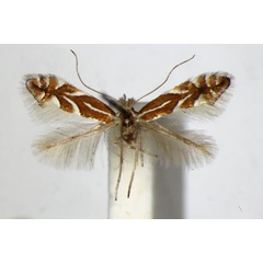 /filer/webapps/moths_gc/media/images/S/spinicolella_Phyllonorycter_A_ZSM_5.jpg