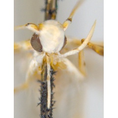 /filer/webapps/moths_gc/media/images/M/maculosa_Cuphodes_-PL2_head_31-053583_ANIC.jpg