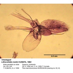 /filer/webapps/moths_gc/media/images/I/issikii_Phyllonorycter_GM_HT_149_EIHU.jpg