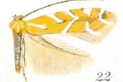 Cremastobombycia grindeliella