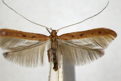 Caloptilia betulicola