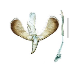 /filer/webapps/moths_gc/media/images/A/acericola_Caloptilia_GM_Kim-etal_2022_6.jpg