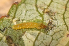 Phyllocnistis valentinensis