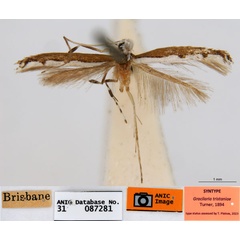 /filer/webapps/moths_gc/media/images/T/tristaniae_Acrocercops_ST3_ANIC.jpg