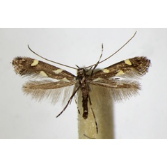 /filer/webapps/moths_gc/media/images/P/phasianipennella_Calybites_A_ZSM_4.jpg