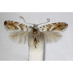 /filer/webapps/moths_gc/media/images/O/ochreojunctella_Phyllonorycter_A_ZSM_2.jpg