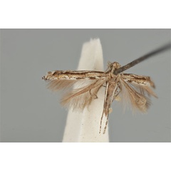 /filer/webapps/moths_gc/media/images/L/leptalea_Acrocercops_ST_ANIC31-087274_wing.jpg