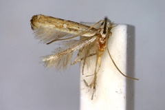 Dextellia dorsilineella