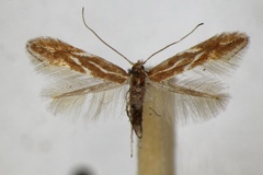 Phyllonorycter corylifoliella