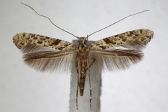 Caloptilia cuculipennella