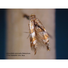 /filer/webapps/moths_gc/media/images/J/jezoniella_Phyllonorycter_LT_EIHU.jpg