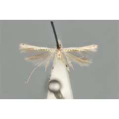 /filer/webapps/moths_gc/media/images/M/maculosa_Cuphodes_PLT_anic31-087221_dorsal.jpg