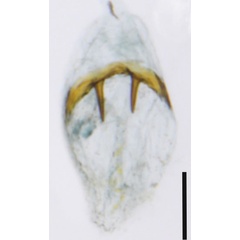 /filer/webapps/moths_gc/media/images/E/elongata_Phyllocnistis_GF3_Cerdena-etal_2022_201.jpg