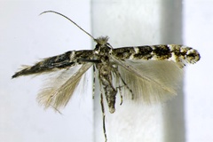 Protolithocolletis lathyri