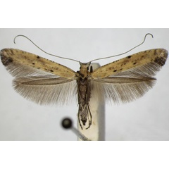 /filer/webapps/moths_gc/media/images/P/populetorum_Caloptilia_A_ZSM_3.jpg