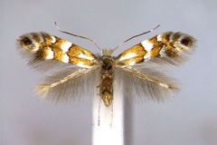 Phyllonorycter hilarella