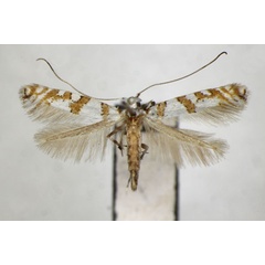 /filer/webapps/moths_gc/media/images/C/corticicola_Spulerina_PT_ZSM_2.jpg