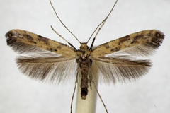 Caloptilia populetorum