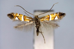 Phyllonorycter pseudolautella