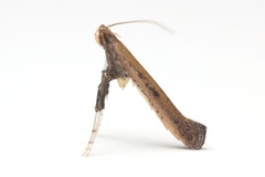 Caloptilia rhynchosiae