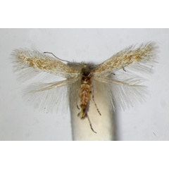 /filer/webapps/moths_gc/media/images/B/bartolomella_Phyllonorycter_PT_ZSM_3.jpg