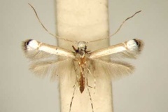 Acrocercops ochnifolii