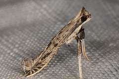 Pleiomorpha virgata