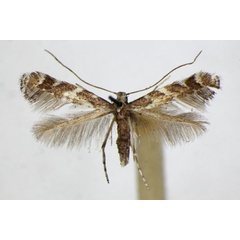 /filer/webapps/moths_gc/media/images/J/juglandis_Phyllonorycter_PT_ZSM.jpg