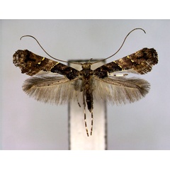 /filer/webapps/moths_gc/media/images/S/sapiivora_Caloptilia_PT_EIHU.jpg