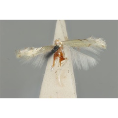 /filer/webapps/moths_gc/media/images/L/leptomianta_Phyllocnistis_HT_ANIC31-010803_dorsal.jpg