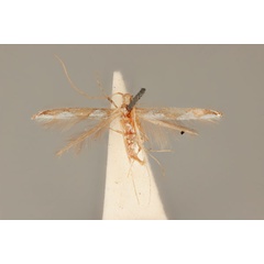 /filer/webapps/moths_gc/media/images/A/argyrosema_Acrocercops_HT_ANIC31-010812_dorsal.jpg