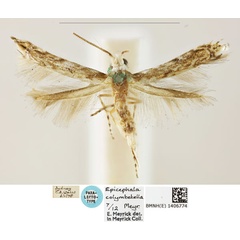 /filer/webapps/moths_gc/media/images/C/colymbetella_Epicephala_LT_BMNH_1406774.jpg
