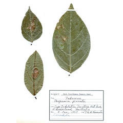 /filer/webapps/moths_gc/media/images/P/pinnatae_Liocrobyla_PT8_host-plant_ANIC.jpg