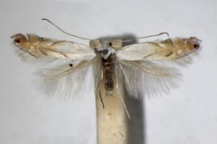 Phyllonorycter harrisella