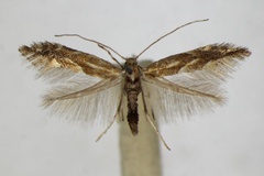 /filer/webapps/moths_gc/media/images/S/salictella_Phyllonorycter_A_ZSM.jpg