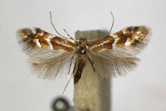 Phyllonorycter dubitella