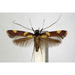 /filer/webapps/moths_gc/media/images/M/magnifica_Caloptilia_A_ZSM_2.jpg