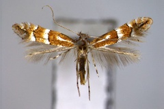 Phyllonorycter japonica
