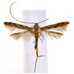 /filer/webapps/moths_gc/media/images/C/crotonella_Diphtheroptila_PT9_ANIC.jpg