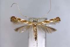 Acrocercops leucophaea