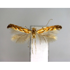 /filer/webapps/moths_gc/media/images/H/himalayana_Phyllonorycter_A_EIHU.jpg