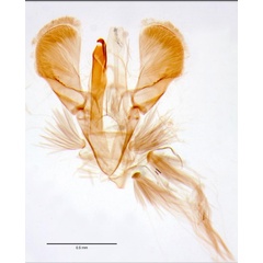 /filer/webapps/moths_gc/media/images/F/fribergensis_Caloptilia_GM_Wullaert_2019_38.jpg