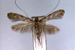 Caloptilia pulverea